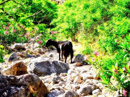Beispiel mit Ziege, steiniger Weg im Tal der Toten auf Kreta