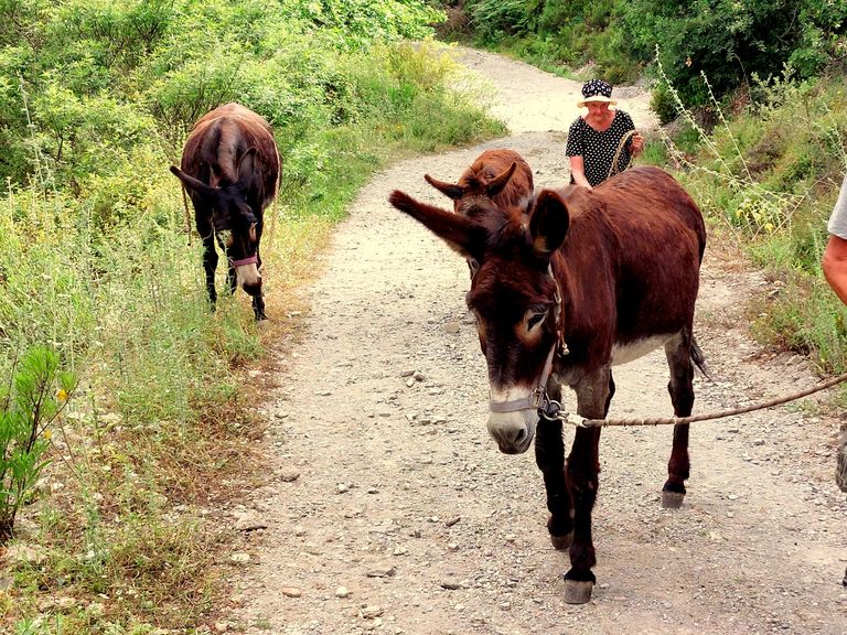 Die Zeichnung eines Wanderschuhes