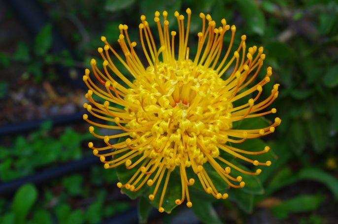 der botanische Garten auf Kreta, viele Blumen und andere Pflanzen