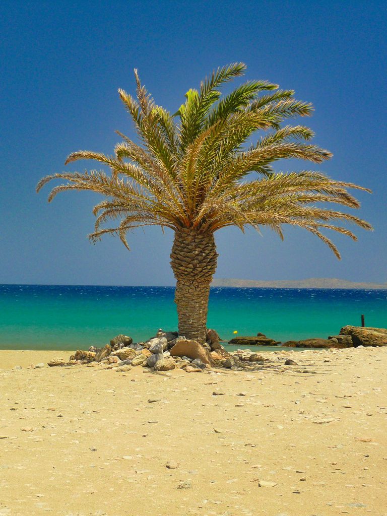 Einfach nur Genuss, dieses Bild der Palme vor dem blauen Meer, kannst du bei der Wander und Genussreise erleben. Was soll man dazu sagen, einfach WOW